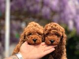 Türki̇yeni̇n en Güzel Toy Poodle Yavrulari