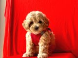Dizayn Irk Sevimli Maltipoo Yavrular