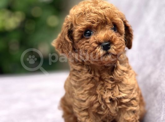 Toy Poodle Yavrular