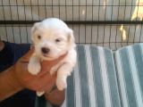 Sifir Numara Mükemmel Maltese Bebekler