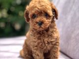 Toy Poodle Yavrular