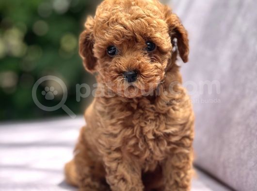 Toy Poodle Yavrular görsel