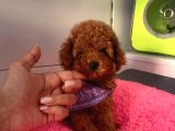 Safkan Toy Poodle Yavrularımız
