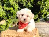Mini Boy Maltese Sevimli Yavrular