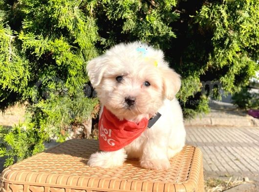 Mini Boy Maltese Sevimli Yavrular