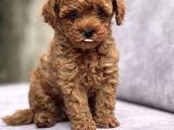 Toy Poodle Yavrular