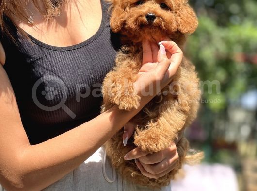 Sevimli Toy Poodle Yavrular