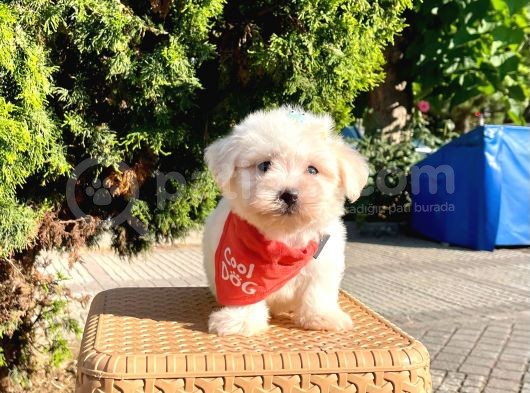 Mini Boy Maltese Sevimli Yavrular görsel