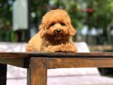 Sevimli Toy Poodle Yavrular
