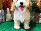 Muhteşem Kali̇tede Toy Poodle Yavrulari