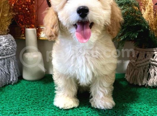 Muhteşem Kali̇tede Toy Poodle Yavrulari