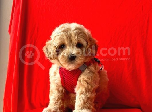 Dizayn Irk Sevimli Maltipoo Yavrular görsel
