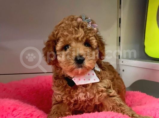 Safkan Toy Poodle Yavrularımız görsel