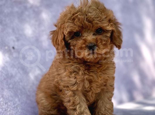 Sağlik Garanti̇li̇ Toy Poodle Bebekler görsel