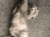 Kedi Sahiplendirme
