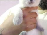 British Shorthair Gri Ve Bluepoint 2 Aylık Yavrular