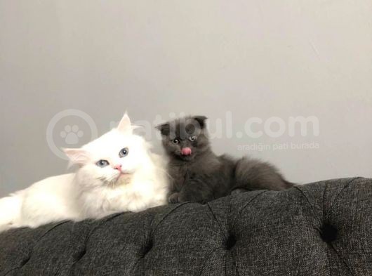 Kedi Sahiplendirme görsel