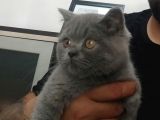 British Shorthair Gri Ve Bluepoint 2 Aylık Yavrular