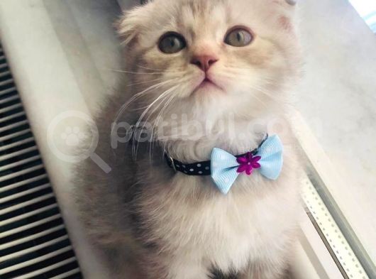 Top Kafa Minişler Sizi Bekliyor görsel