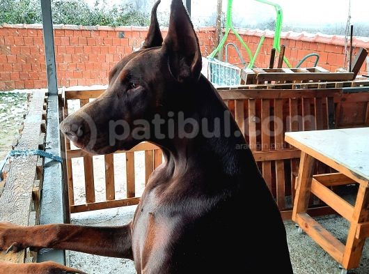 Fci Secereli Doberman görsel