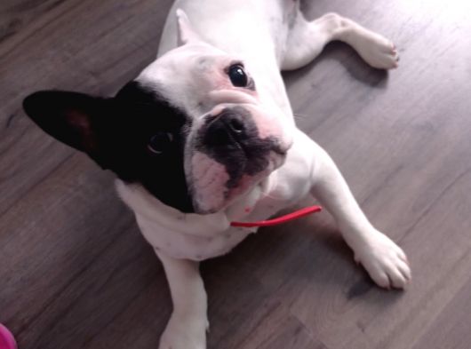 French Bulldog Yavrumuz görsel
