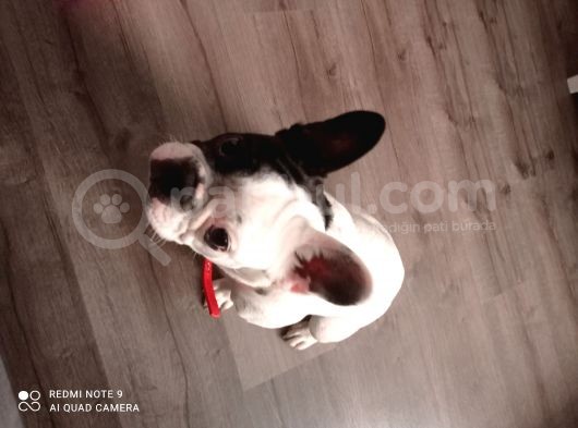 French Bulldog Yavrumuz