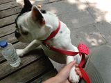 French Bulldog Yavrumuz