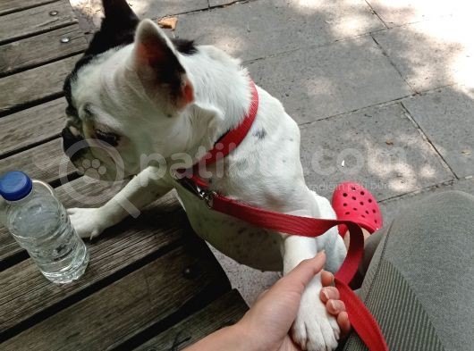 French Bulldog Yavrumuz görsel