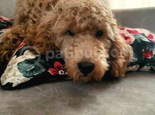 Poddle görsel
