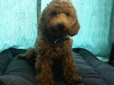 Poddle