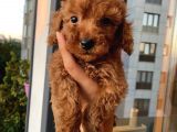 Ev Ortamında Poodle Yavrular