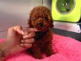 Red Brown Toy Poodle