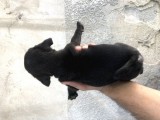 Pug Mops Di̇şi̇ Si̇yah Yavrumuz