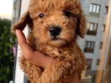 Ev Ortamında Poodle Yavrular