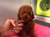 Red Brown Toy Poodle