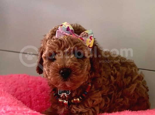 Safkan Toy Poodle Yavrular görsel