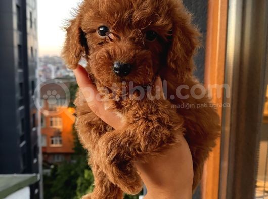 Ev Ortamında Poodle Yavrular görsel