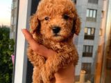 Ev Ortamında Poodle Yavrular