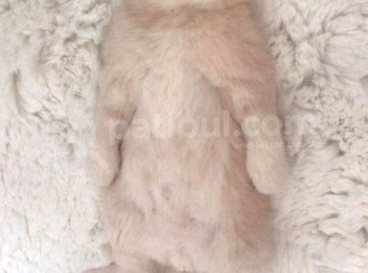 British Shorthair Yavrumuz görsel