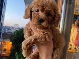 Ev Ortamında Poodle Yavrular
