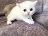 Scottish Fold Scottish Straight Kardeşler