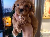 Ev Ortamında Poodle Yavrular