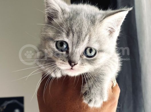 British Shorthair görsel