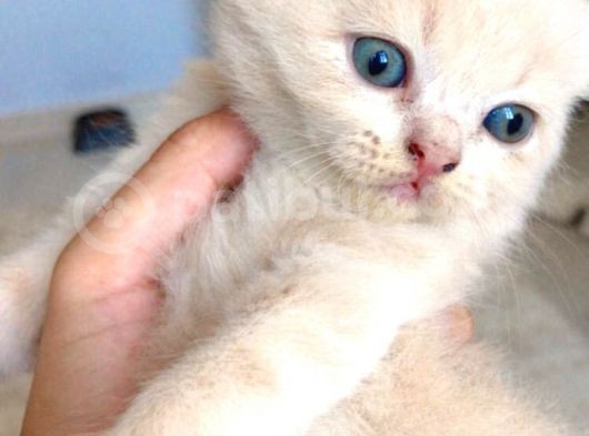British Shorthair Yavrumuz görsel