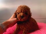 Red Brown Toy Poodle