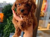 Ev Ortamında Poodle Yavrular