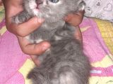 Scottish Fold Ve Strayt