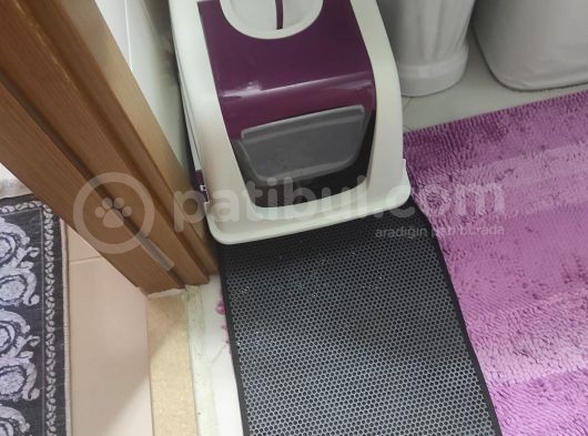Dişi 5 Aylık Uyumlu Akıllı Oyuncu Kedimiz görsel