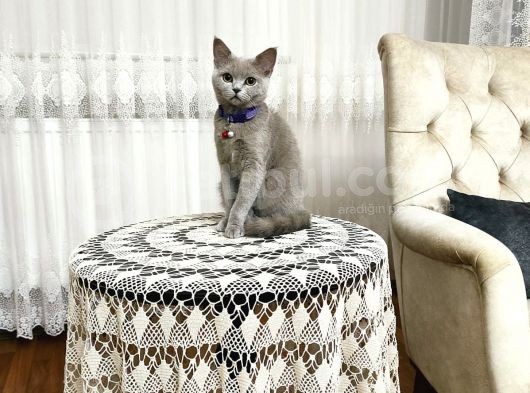 Dişi 5 Aylık Uyumlu Akıllı Oyuncu Kedimiz görsel