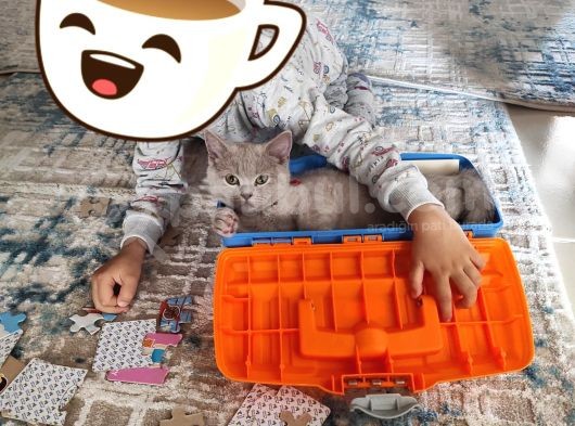 Dişi 5 Aylık Uyumlu Akıllı Oyuncu Kedimiz
